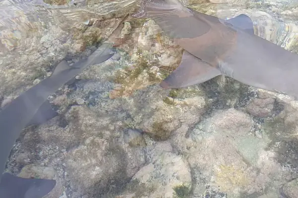 Barbatanas de peixe visíveis nas águas cristalinas da costa