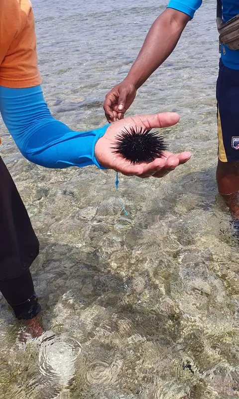 Guia a mostrar um ouriço-do-mar nas águas pouco profundas